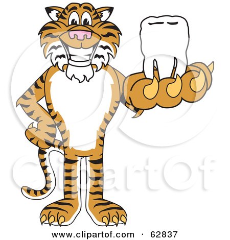 Royalty-Free (RF) Clipart Illustration of a Tiger Character School Mascot Holding a Tooth by Mascot Junction