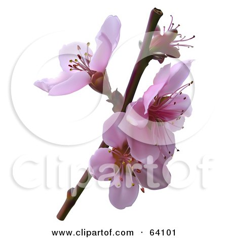 Royalty-Free (RF) Clipart Illustration of 3d Pink Cherry Blossoms by dero