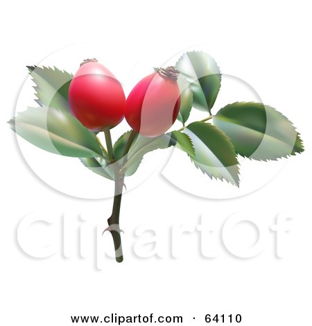 Royalty-Free (RF) Clipart Illustration of Red Hips On A Sweet Briar Plant by dero