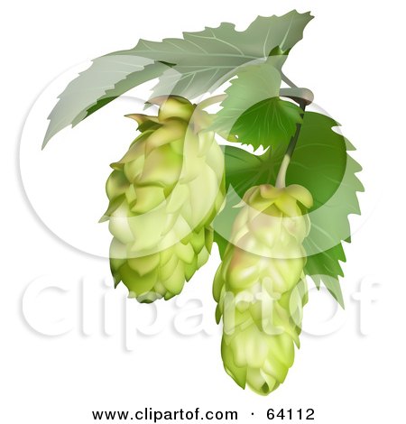 Royalty-Free (RF) Clipart Illustration of Two Green Common Hops Of The Humulus Lupulus Plant by dero