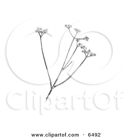 Harperella (Ptilimnium nodosum) Plant Clipart by JVPD