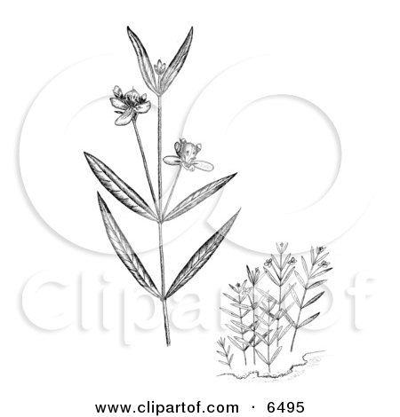 Water Willow Plants Clipart by JVPD