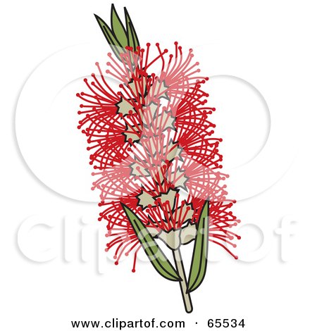 Royalty-Free (RF) Clipart Illustration of a Red Swamp Bottlebrush Flower by Dennis Holmes Designs