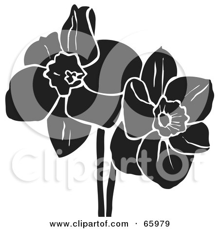 Royalty-Free (RF) Clipart Illustration of Two Black And White Daffodil Flowers by Prawny