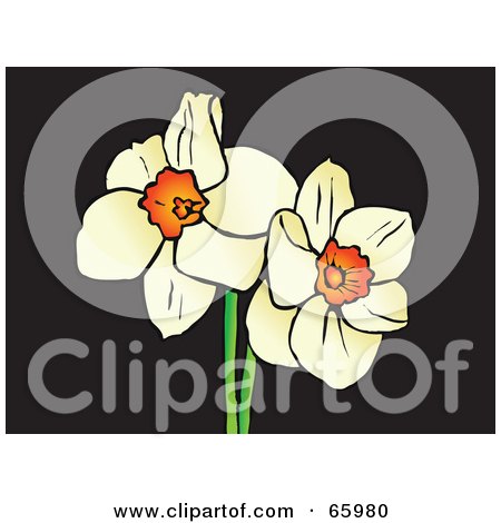 Royalty-Free (RF) Clipart Illustration of Two White Daffodil Flowers On Black by Prawny