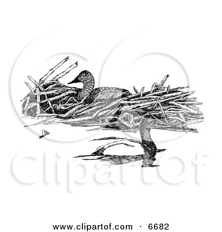 Canvasback Diving Ducks Clipart Illustration by JVPD