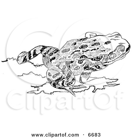 Red-Legged Frog Clipart Illustration by JVPD