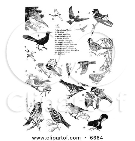 Group of Birds, Thrushes, Cardinals, Swallows, Warblers, Tanagers, and Woodpeckers Clipart Illustration by JVPD