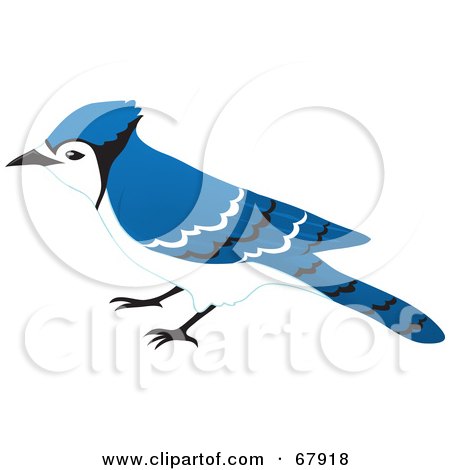 Royalty-Free (RF) Clipart Illustration of a Curious Blue Jay (Cyanocitta cristata)  by Rosie Piter