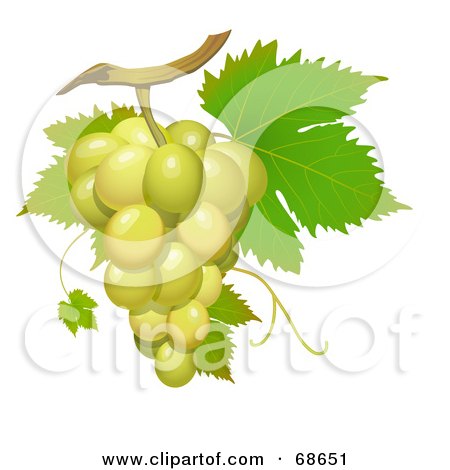 Royalty-Free (RF) Clipart Illustration of a Cluster Of Fresh Green Grapes On A Green Vine by Oligo