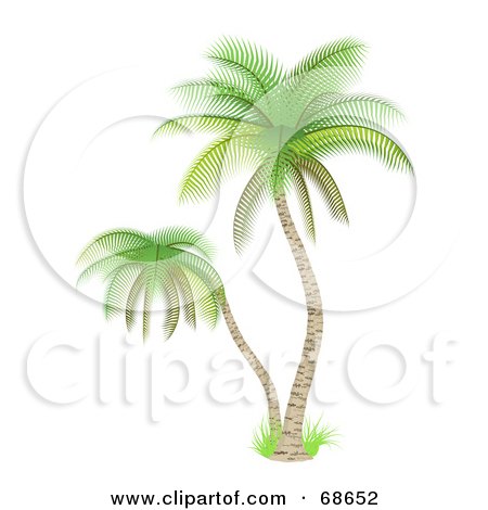 Royalty-Free (RF) Clipart Illustration of a Palm Tree With Delicate Green Leaves by Oligo