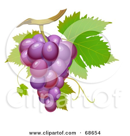Royalty-Free (RF) Clipart Illustration of a Cluster Of Fresh Purple Grapes On A Green Vine by Oligo