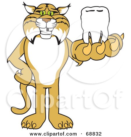 Royalty-Free (RF) Clipart Illustration of a Bobcat Character Holding a Tooth by Mascot Junction