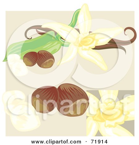 Royalty-Free (RF) Clipart Illustration of Vanilla Flowers And Nuts by inkgraphics