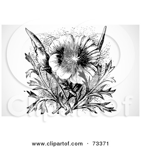 Royalty-Free (RF) Clipart Illustration of a Black And White California Poppy Flower And Plant by BestVector