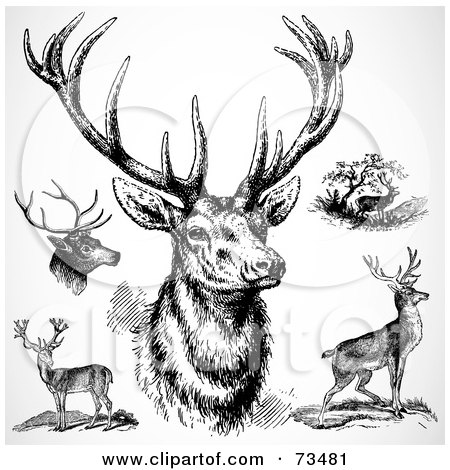 Royalty-Free (RF) Clipart Illustration of a Digital Collage Of Black And White Bucks by BestVector
