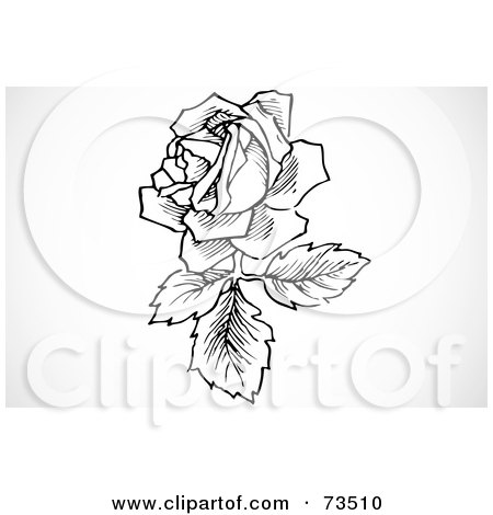 Royalty-Free (RF) Clipart Illustration of a Black And White Rose Blooming With Leaves And A Branch by BestVector