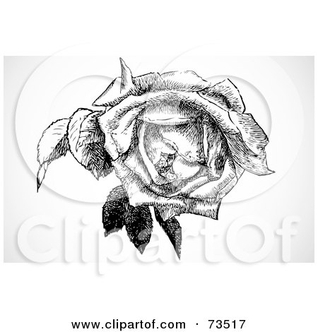 Royalty-Free (RF) Clipart Illustration of a Black And White Vintage Rose Blooming by BestVector