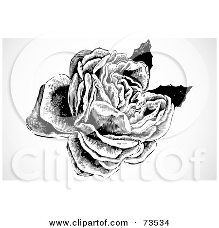 Royalty-Free (RF) Clipart Illustration of a Black And White Vintage Rose In Full Bloom by BestVector
