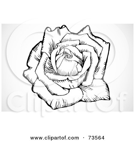 Royalty-Free (RF) Clipart Illustration of a Black And White Large Blooming Rose Flower by BestVector