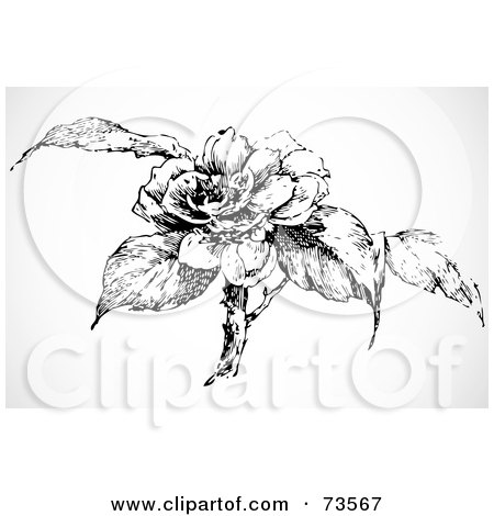 Royalty-Free (RF) Clipart Illustration of a Black And White Vintage Rose And Leaves On A Bush by BestVector