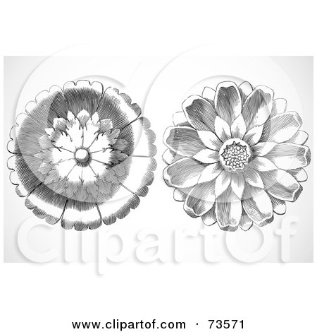 Royalty-Free (RF) Clipart Illustration of a Digital Collage Of Two Elegant Black And White Daisy Woodcut Circles by BestVector