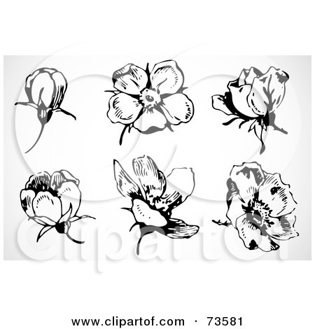 Royalty-Free (RF) Clipart Illustration of a Digital Collage Of Black And White Buds And Flowers by BestVector
