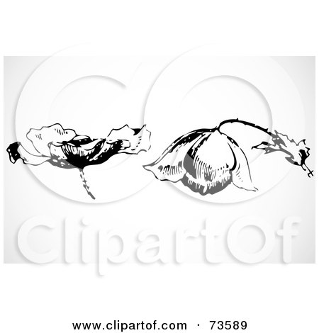 Royalty-Free (RF) Clipart Illustration of a Digital Collage Of Two Weak Black And White Roses by BestVector