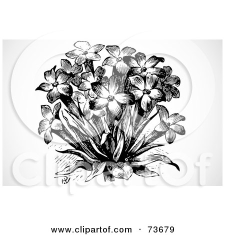 Royalty-Free (RF) Clipart Illustration of a Black And White Bouquet Of Star Shaped Flowers by BestVector