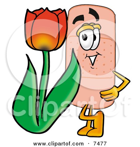 Clipart Picture of a Bandaid Bandage Mascot Cartoon Character With a Red Tulip Flower in the Spring by Mascot Junction