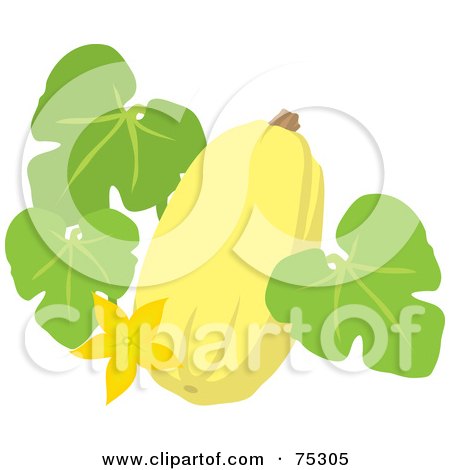 Royalty-Free (RF) Clipart Illustration of a Yellow Squash With Leaves And A Blossom by Rosie Piter