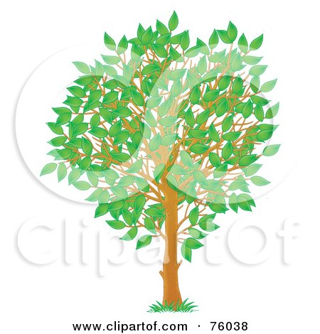 Royalty-Free (RF) Clipart Illustration of a Young Spring Season Tree With Green Leaves by Alex Bannykh