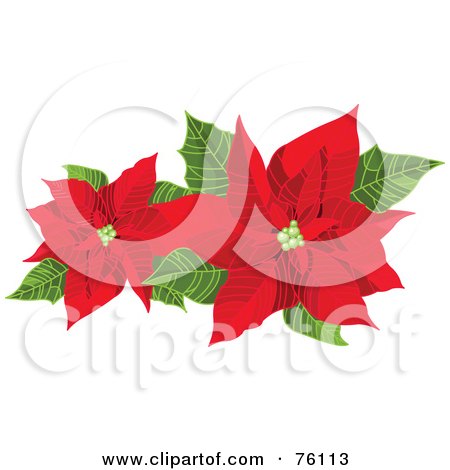 Royalty-Free (RF) Clipart Illustration of Two Blooming Red Poinsettias And Green Leaves by Pushkin