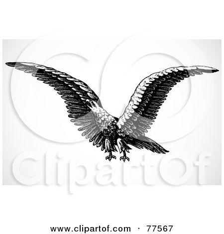 Royalty-Free (RF) Clipart Illustration of a Black And White Flying Eagle Squawking by BestVector