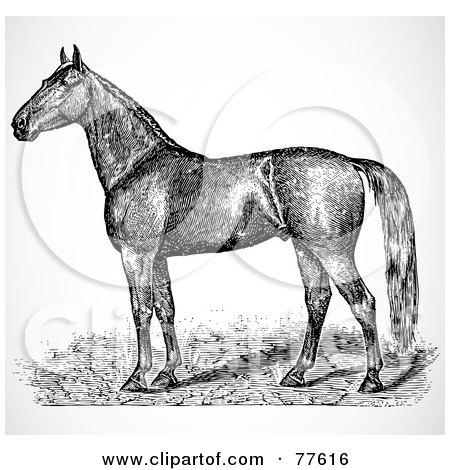 Royalty-Free (RF) Clipart Illustration of a Black And White Horse Sketch Profile by BestVector