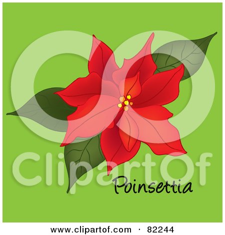Royalty-Free (RF) Clipart Illustration of a Red Poinsettia Bloom On Green With Text by Pams Clipart