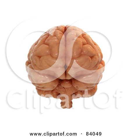 Royalty-Free (RF) Clipart Illustration of a Frontal View Of A 3d Human Brain by Mopic