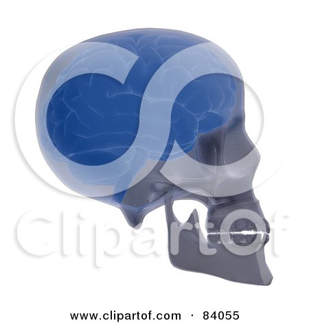 Royalty-Free (RF) Clipart Illustration of a 3d Brain And Skull Xray by Mopic