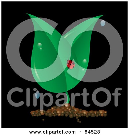 Royalty-Free (RF) Clipart Illustration of a Ladybug On A Dewy Plant On Black by Pams Clipart
