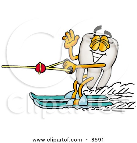 Clipart Picture of a Tooth Mascot Cartoon Character Waving While Water Skiing by Mascot Junction