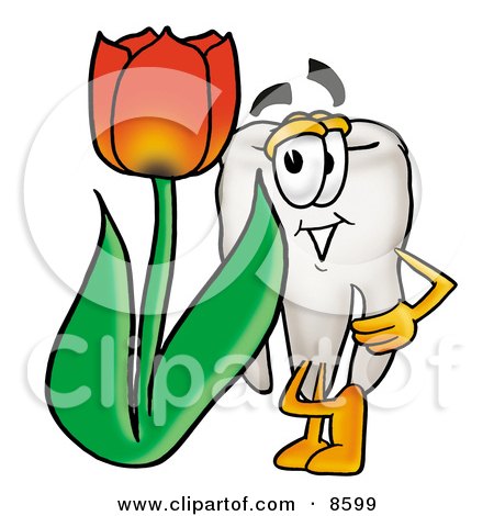 Clipart Picture of a Tooth Mascot Cartoon Character With a Red Tulip Flower in the Spring by Mascot Junction