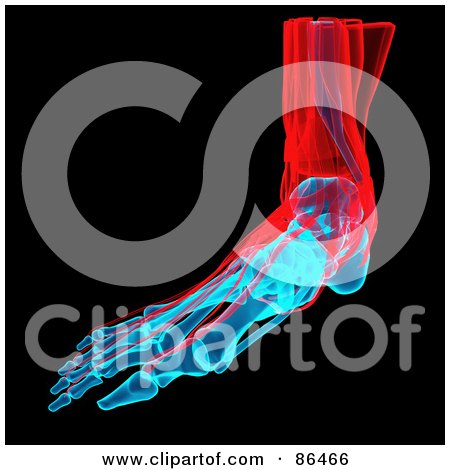 Royalty-Free (RF) Clipart Illustration of a Red And Blue Foot Xray Over Black by Mopic