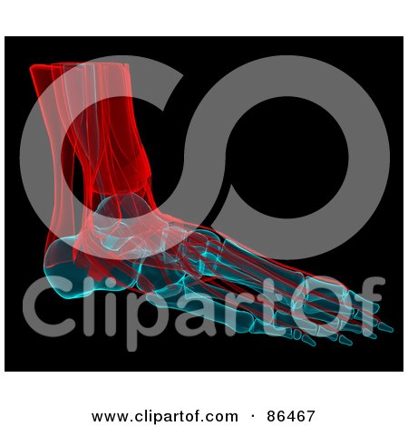 Royalty-Free (RF) Clipart Illustration of a Red And Blue Xray Of A Foot Over Black by Mopic