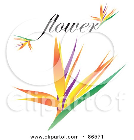 Royalty-Free (RF) Clipart Illustration of a Bird Of Paradise Flower With The Word Flower by Arena Creative