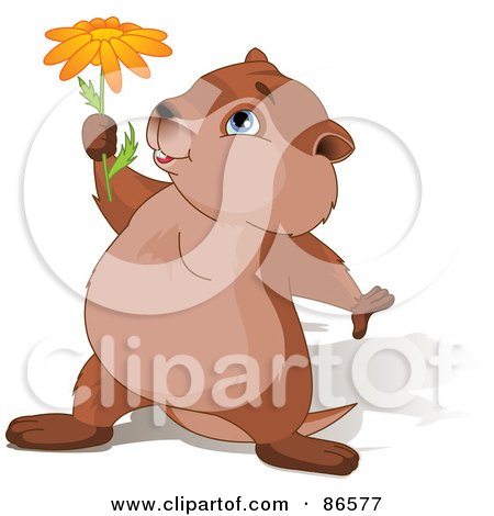 Royalty-Free (RF) Clipart Illustration of a Cute Groundhog With A Shadow, Holding Up A Daisy Flower by Pushkin
