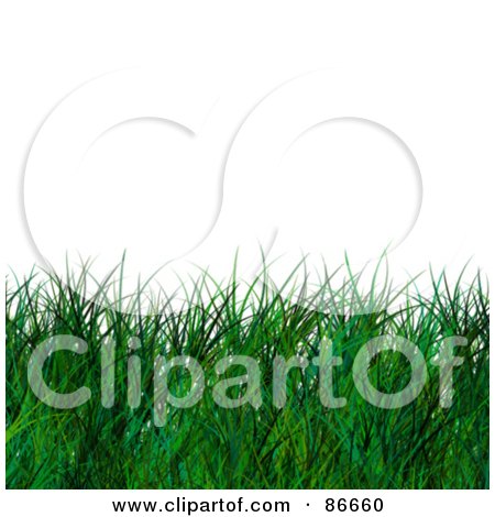 Royalty-Free (RF) Clipart Illustration of a Lower Border Of Long Green Grass Over White by Arena Creative