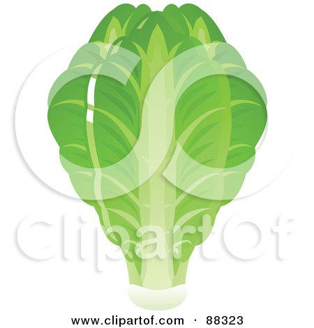 Royalty-Free (RF) Clipart Illustration of a Shiny Green Head Of Fresh Romaine Lettuce by Tonis Pan