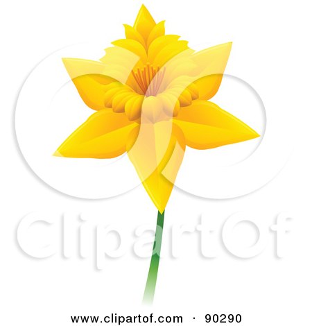 Royalty-Free (RF) Clipart Illustration of a Beautiful Daffodil Flower by Tonis Pan