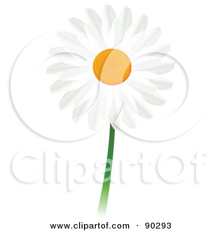 Royalty-Free (RF) Clipart Illustration of a Beautiful White Daisy Flower by Tonis Pan
