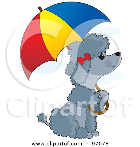 Royalty-Free (RF) Clipart Illustration of a Gray Poodle Puppy Sitting Under An Umbrella In The Rain by Maria Bell